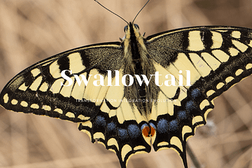 ShaaniCreates Swallowtail Spirit Animal